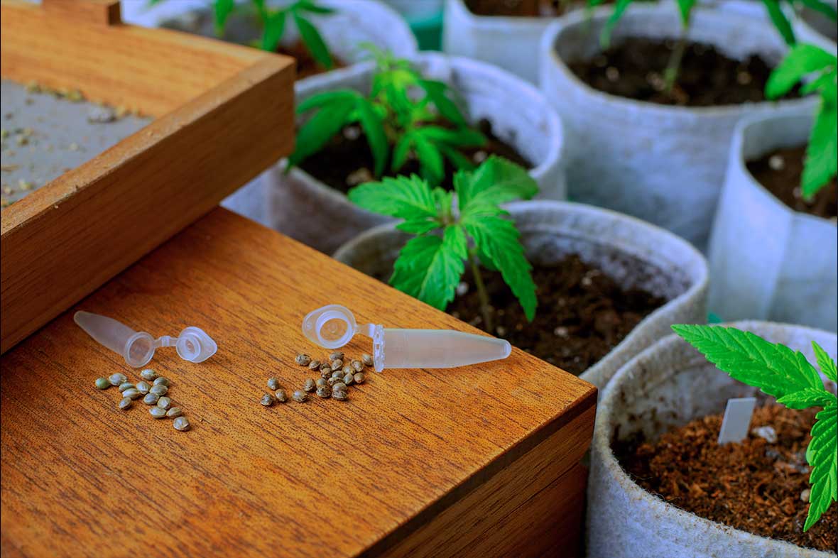 Les avantages et utilisations potentiels du H4CBD